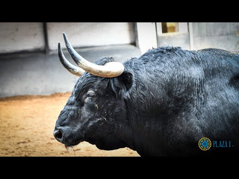 SORTEO | Corrida 8 octubre, Puerto de San Lorenzo