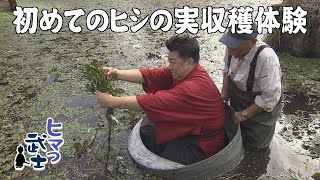 [Oki Town] Water chestnut harvesting experience Himatsu Bushi (Aired October 23, 2025)