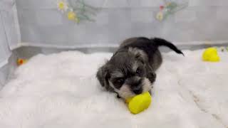 ミニチュアシュナウザーの動画01