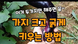 가지 크게 많이 열리게 하는방법! #가지크게키우는방법 #가지많이달리게하는방법 #가지거름주는방법 #가지재배 #…