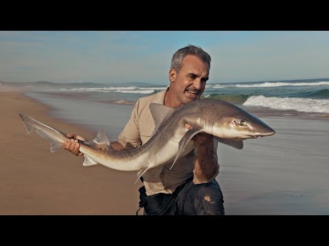 SHARKS, WAVES AND ADRENALINE - Cyril Chauquet