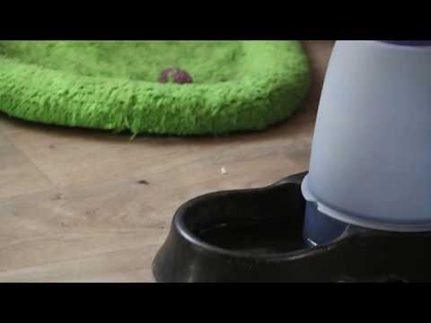 Kleinspitz Welpen vom Pommerle am 11.09.2018