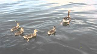 Family of greylag geese in Bjørvika, Oslo