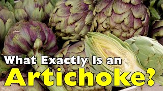 What Exactly Is an Artichoke? The Truth Behind This Strange Vegetable [ID0908]