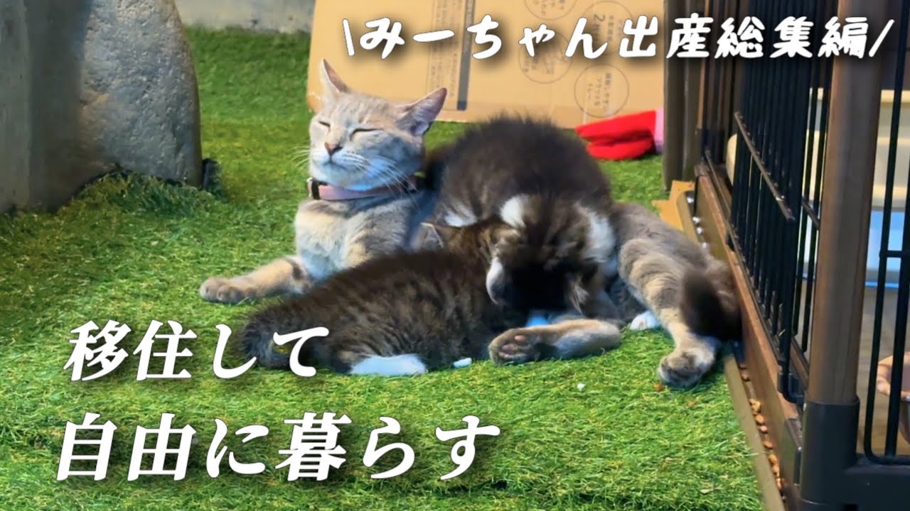 【総集編】移住して出会った猫との子育て奮闘記/保護から出産と旅立ちと現在