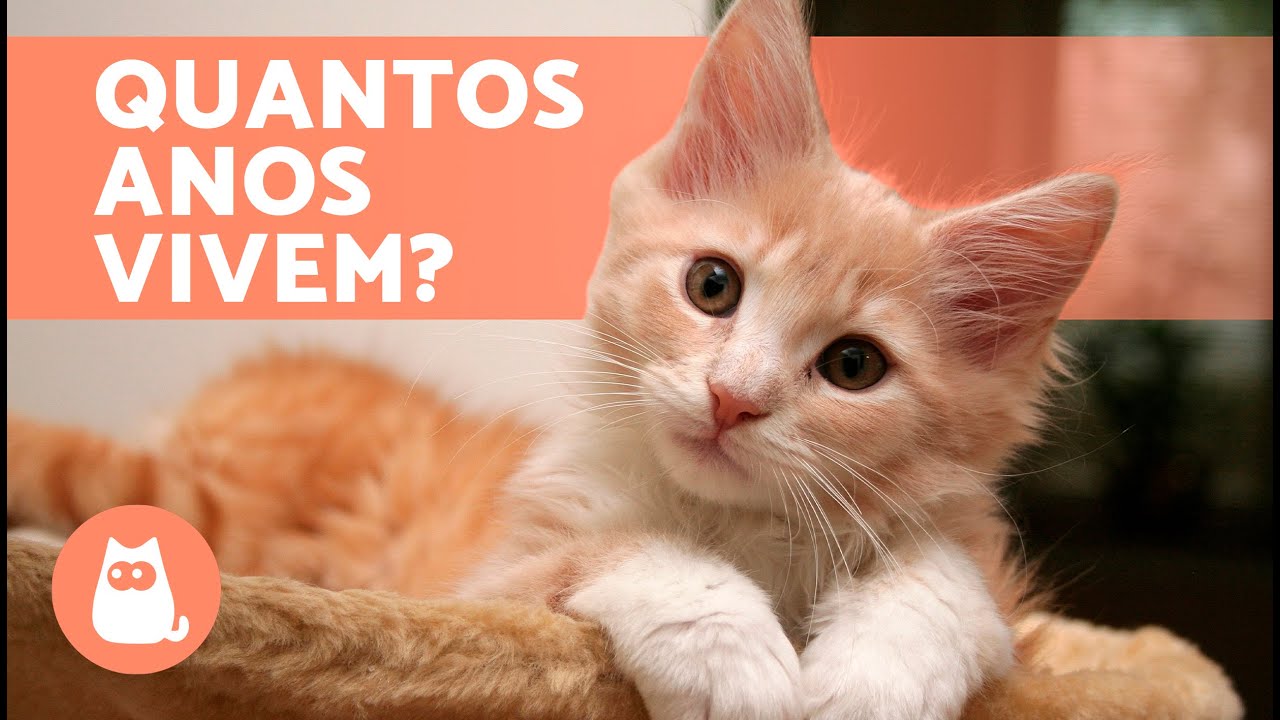 Quantos ANOS VIVE um GATO? 🐱 (Gato goméstico e gato que vive na rua)