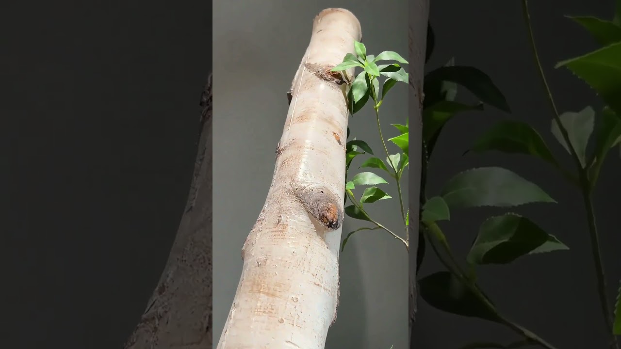 🔥 Viral Alert! This Year’s Hottest Decorative Materials – How Many Have You Tried?