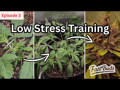 EP. 3 Autoflower LST Training Step-by-Step | LSD-25 Autoflower Grow by FastBuds