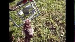 Mole Trap in Action!