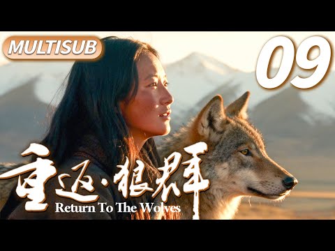 【紀錄片】重返狼群2.0 EP09▶美女畫家#李微漪 用盡心血收養狼王之子格林，跨越物種的生命羈絆看哭無數人！#纪录片 #李微漪 #格林 #狼王