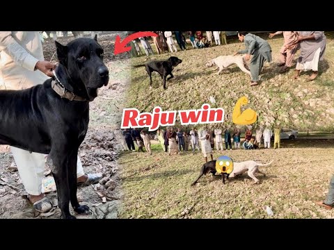 Bully Dog Raju Ka Challenge Match Hogya 😱 Raju Win