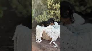 Video preview image #1 Dachshund Puppy For Sale in Corona, CA, USA