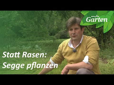 Statt Rasen: Seggen pflanzen | MDR Garten