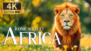 Iconic Wildlife Africa 4K 🐾 Amazing Animals Movie with Soft Relax Piano Music and Nature Film