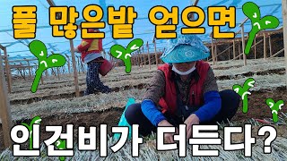 풀 많은밭 임대? 인건비가 더 들어갑니다.. - 인삼재배