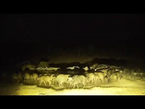Djuma: Large African Buffalo herd coming to the pan for very quick visit - 18:20 - 08/18/19