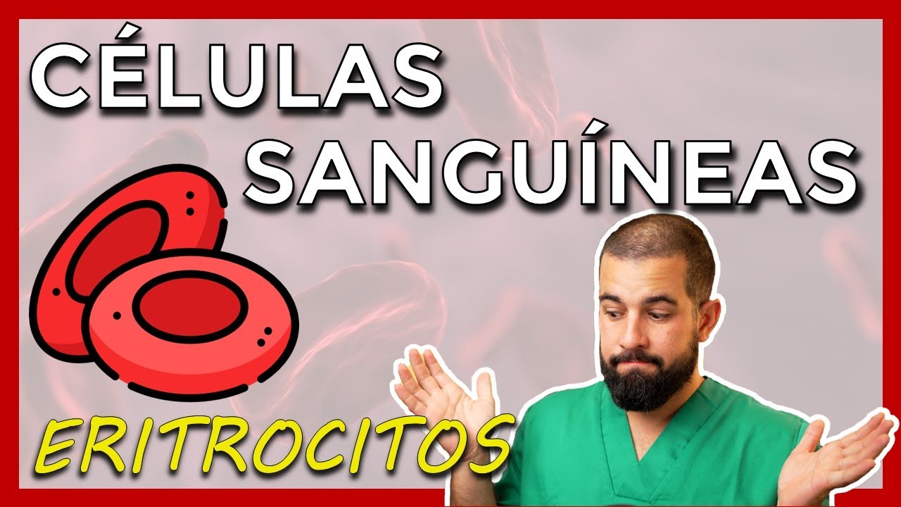 Células sanguíneas – ERITROCITOS – HEMATÍES - GLÓBULOS ROJOS. Datos básicos, hemoglobina y más.