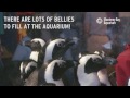 It S Feeding Time At The Aquarium