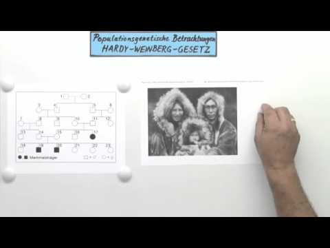 Die Anwendung des Hardy-Weinberg-Gesetzes | Biologie | Genetik