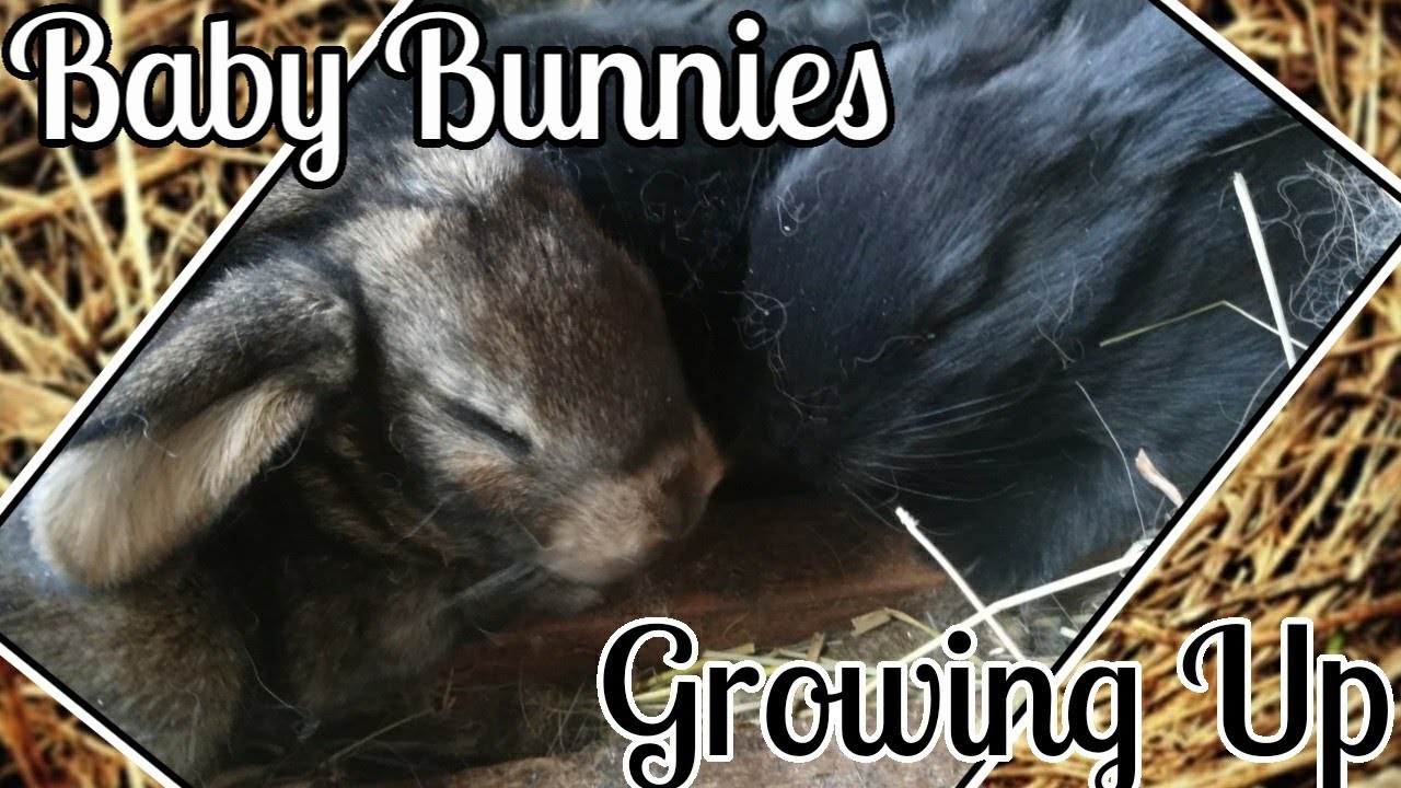 Baby Bunnies Growing Up - Newborn to 30 Days