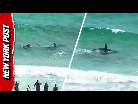 Shark VERSUS stingray on Panama City beach in Florida