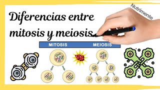 Diferencias entre MITOSIS y MEIOSIS