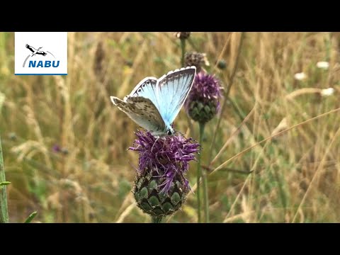 Insektenführung zum NABU-Insektensommer