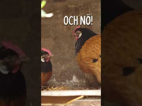 Neues Huhn wird gemobbt von den anderen Hühnern! #shorts