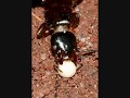 the earwig myth