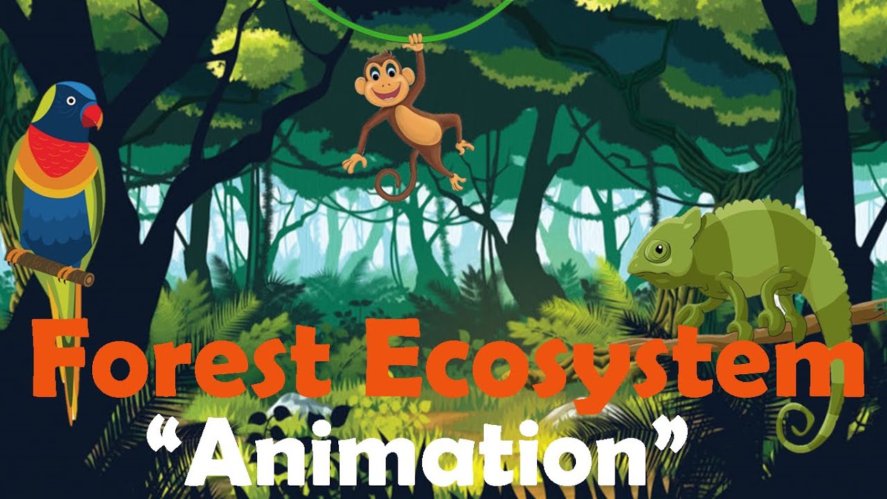 FOREST ECOSYSTEM | Biology Animation