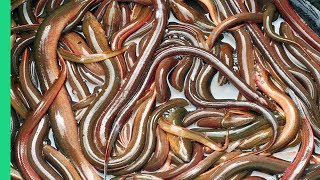 UNKNOWN Vietnamese Delicacies in Ninh Binh, Vietnam!