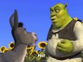 Shrek Onions ST