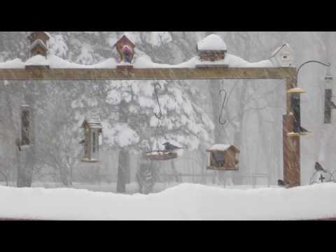The bird feeder in a snow storm