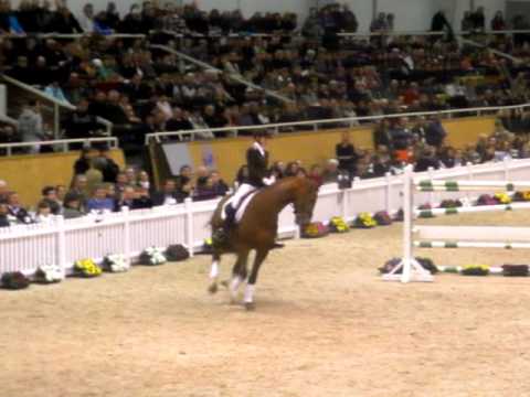 Don Juan de Hus fuchs und Soliman de Hus dklbr. Hengstschau Aachen 2012