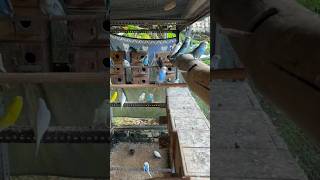 Download lagu ternak parkit mudal dikit, hasil pelimpah mp3