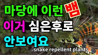 마당에 뱀 출몰! 우리는 이것심었더니 안나와요.