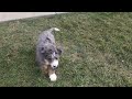 Mini Bernedoodle dogs for sale: Ryder - Video 1