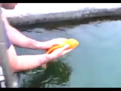 Fish loves to be played with