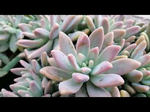 Video de Graptosedum Francesco Baldi