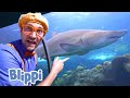 Blippi Visits An Aquarium Learn About Fish Animals For Kids Educational Videos For Toddlers