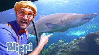 Download lagu Blippi Visits an Aquarium! | Learn About  Fish & Animals for Kids | Educational Videos For Toddlers mp3