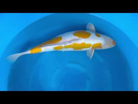 KOI HARVEST BREEDER Sakazume | 1078 Sakazume Yonsai Kijiro |  KOI FOR SALE Kijiro