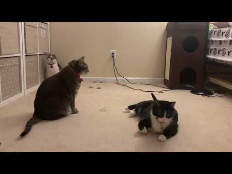 Cat Slave #10: Cats’ Playtime.