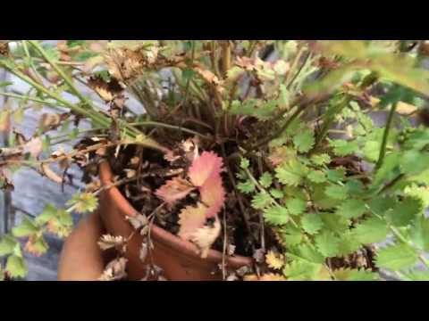 Die Pimpinelle oder Wiesenknopf