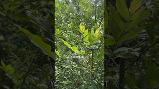 The REAL poison sumac lookalike #sumac #plants #ash