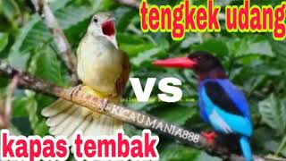 Download lagu DUET KAPAS TEMBAK VS TENGKEK UDANG masteran paling... mp3