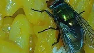 Download lagu Lalat bertelur di atas makanan 🤮 mp3