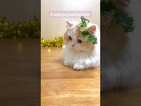 Tukur Tukur Cats | Cute Cat Video #shorts #reels #cute #cat #cats 💕 Tukur Tukur