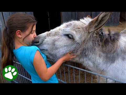 Donkey Reunites With Girl Who Raised Him❤️