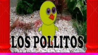 Los pollitos dicen pio pio MEMO PROFE